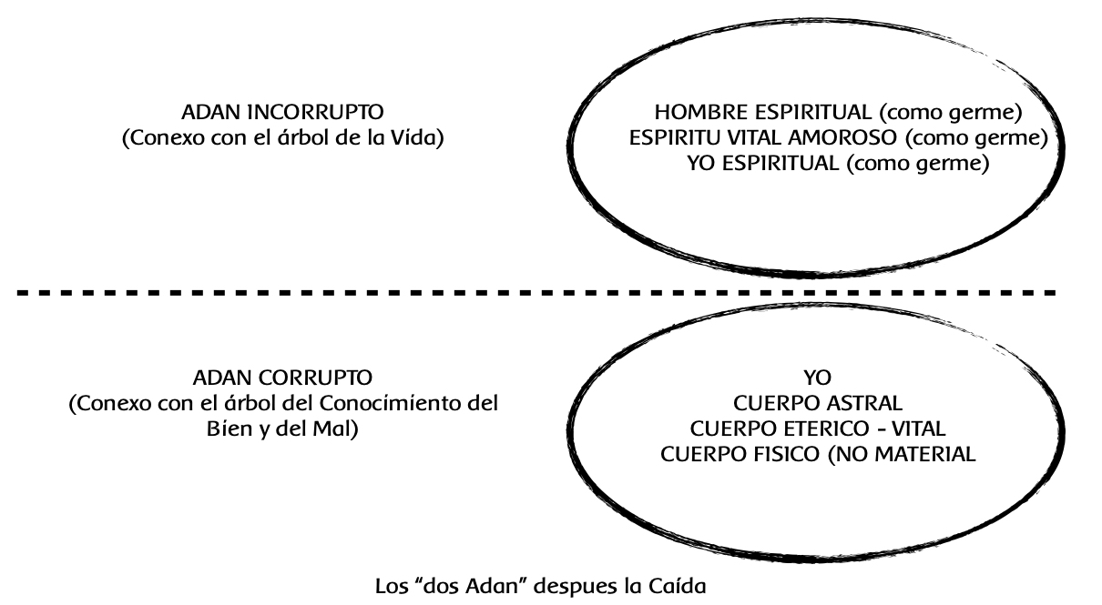 Los dos Adán después de la Caída