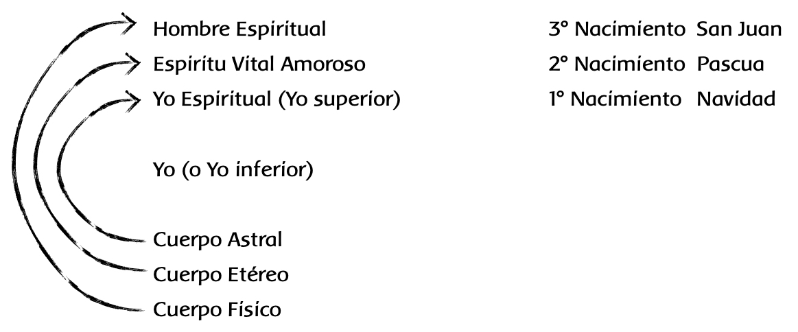 Los siete miembros del Ser Humano
