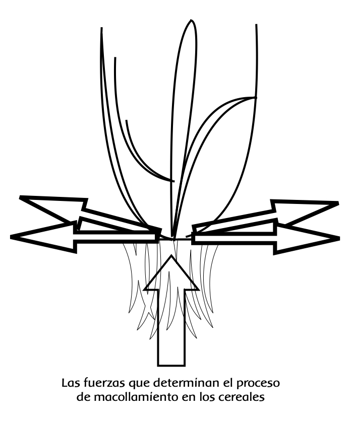 El ciclo sideral de la Luna